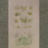 Embroidery kit “Mushrooms and Toadstools”