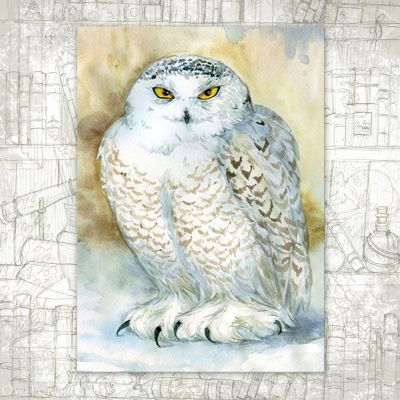 “Snow Owl” Postcard