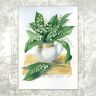 “Lilies of the Valley” Postcard
